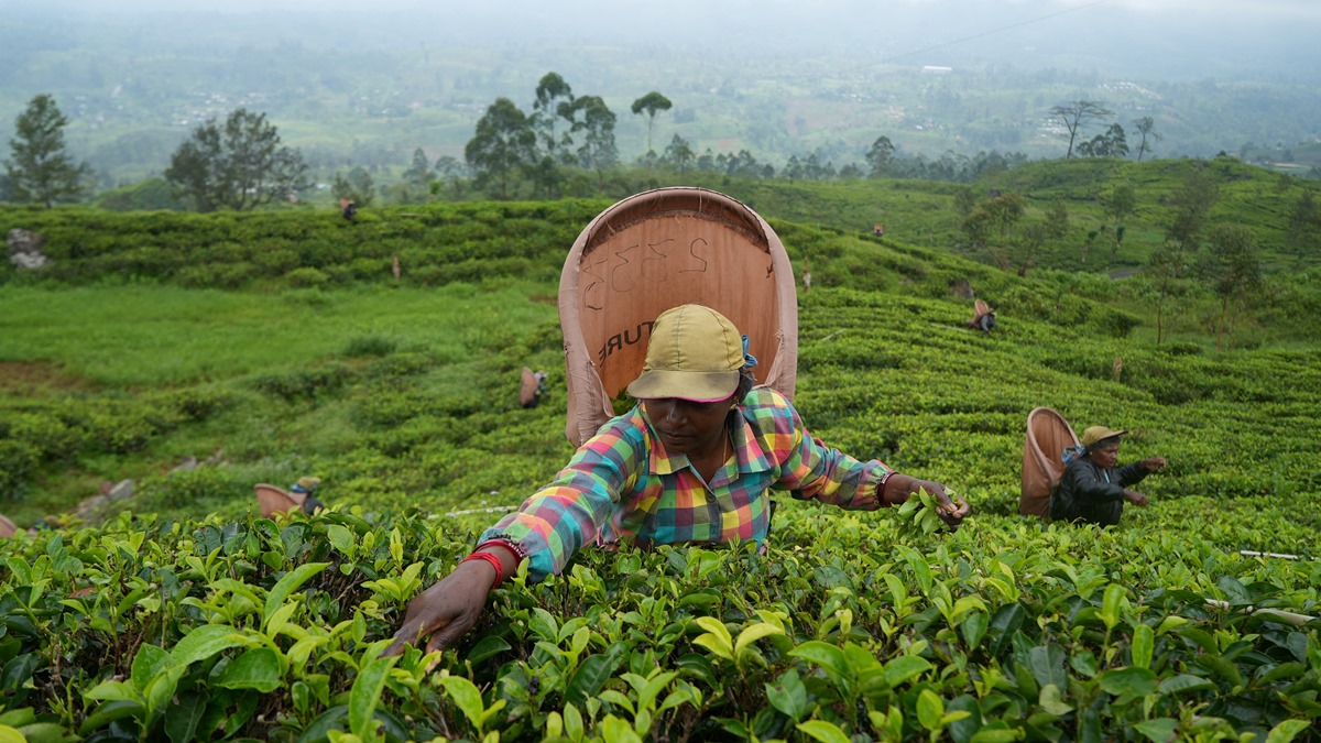 India’s tea production rises by 12.06 per cent to 182.84 million kg in October